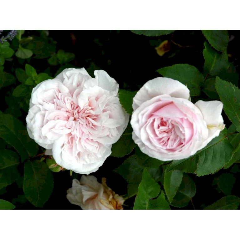 'Souvenier De La Malmaison' Rosa Bourboniana 'Souvenier De La Malmaison' (Bourbonrose) A-Kvalitet,- Barrods Roser Min. 3 Grene 6 'Souvenier De La Malmaison' Rosa Bourboniana 'Souvenier De La Malmaison' (Bourbonrose) A-Kvalitet,- Barrods Roser Min. 3 Grene - Billede 6