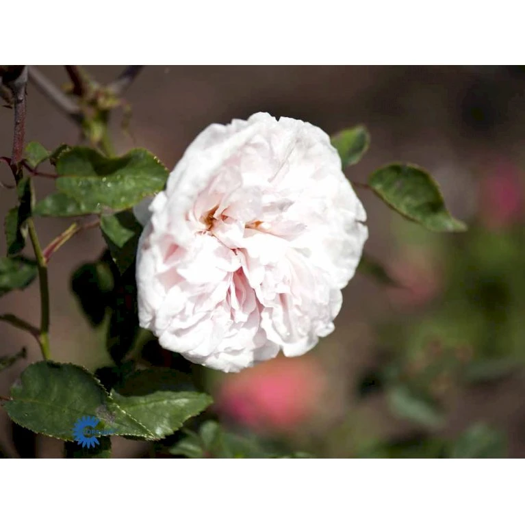 'Souvenier De La Malmaison' Rosa Bourboniana 'Souvenier De La Malmaison' (Bourbonrose) A-Kvalitet,- Barrods Roser Min. 3 Grene 5 'Souvenier De La Malmaison' Rosa Bourboniana 'Souvenier De La Malmaison' (Bourbonrose) A-Kvalitet,- Barrods Roser Min. 3 Grene - Billede 5
