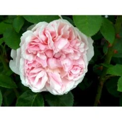 'St. Swithun' Rosa X 'St. Swithun' (Engelsk Rose) A-Kvalitet,- Barrods Roser Min. 3 Grene 22 'St. Swithun' Rosa X 'St. Swithun' (Engelsk Rose) A-Kvalitet,- Barrods Roser Min. 3 Grene -Osmo Salgsbutik fi5137 rosa st swithun auswith 202d