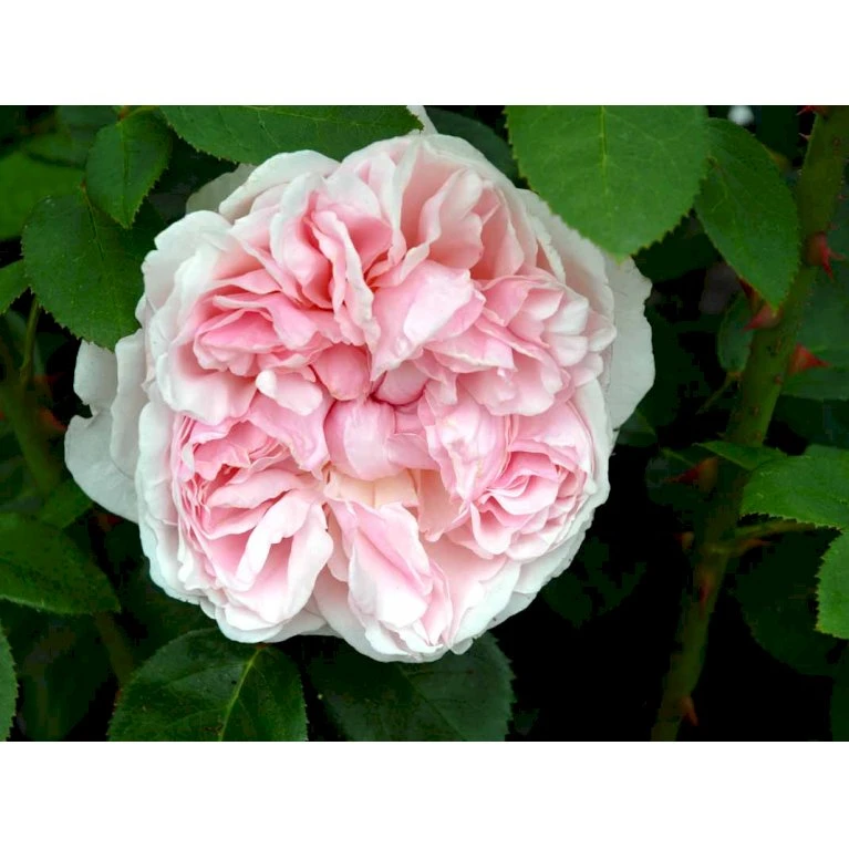 'St. Swithun' Rosa X 'St. Swithun' (Engelsk Rose) A-Kvalitet,- Barrods Roser Min. 3 Grene 11 'St. Swithun' Rosa X 'St. Swithun' (Engelsk Rose) A-Kvalitet,- Barrods Roser Min. 3 Grene - Billede 11