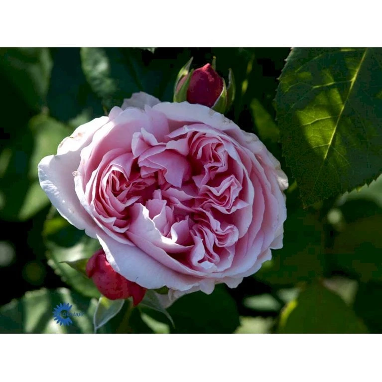 'St. Swithun' Rosa X 'St. Swithun' (Engelsk Rose) A-Kvalitet,- Barrods Roser Min. 3 Grene 10 'St. Swithun' Rosa X 'St. Swithun' (Engelsk Rose) A-Kvalitet,- Barrods Roser Min. 3 Grene - Billede 10