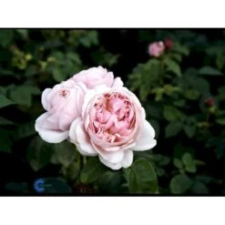 'St. Swithun' Rosa X 'St. Swithun' (Engelsk Rose) A-Kvalitet,- Barrods Roser Min. 3 Grene 20 'St. Swithun' Rosa X 'St. Swithun' (Engelsk Rose) A-Kvalitet,- Barrods Roser Min. 3 Grene -Osmo Salgsbutik fi5137 rosa st swithun auswith d3e9