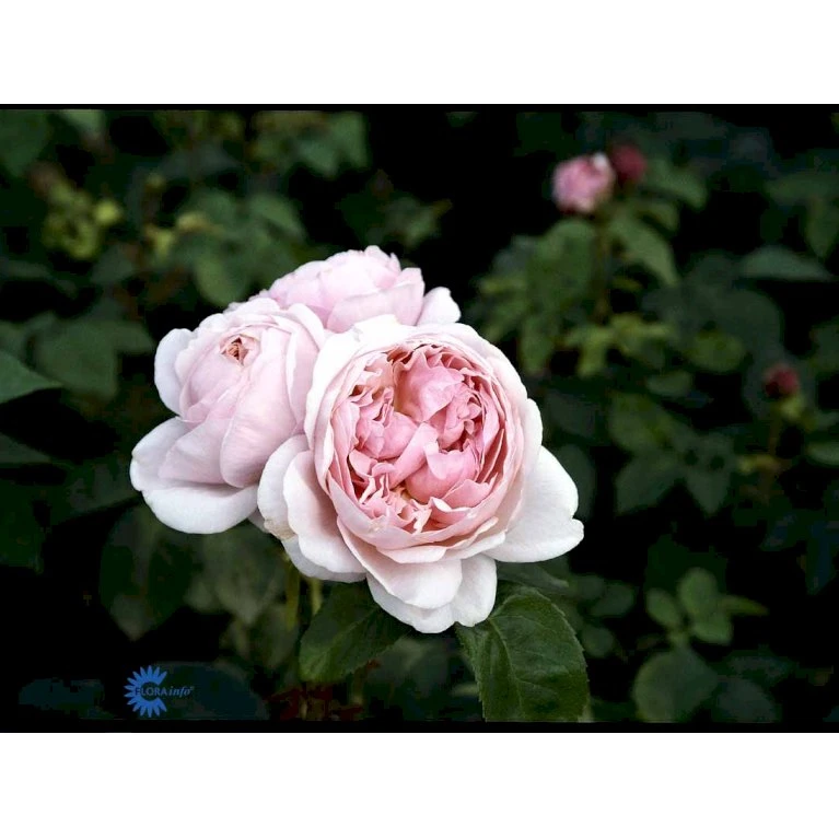 'St. Swithun' Rosa X 'St. Swithun' (Engelsk Rose) A-Kvalitet,- Barrods Roser Min. 3 Grene 9 'St. Swithun' Rosa X 'St. Swithun' (Engelsk Rose) A-Kvalitet,- Barrods Roser Min. 3 Grene - Billede 9