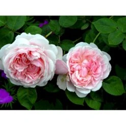 'St. Swithun' Rosa X 'St. Swithun' (Engelsk Rose) A-Kvalitet,- Barrods Roser Min. 3 Grene 23 'St. Swithun' Rosa X 'St. Swithun' (Engelsk Rose) A-Kvalitet,- Barrods Roser Min. 3 Grene -Osmo Salgsbutik fi5137 rosa st swithun auswith e3b8