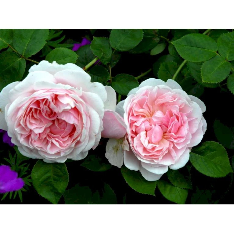 'St. Swithun' Rosa X 'St. Swithun' (Engelsk Rose) A-Kvalitet,- Barrods Roser Min. 3 Grene 12 'St. Swithun' Rosa X 'St. Swithun' (Engelsk Rose) A-Kvalitet,- Barrods Roser Min. 3 Grene - Billede 12