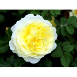 'Stockholm'™ Rosa X 'Stockholm'™ (Slotsrose) A-Kvalitet,- Barrods Roser Min. 3 Grene 21 'Stockholm'™ Rosa X 'Stockholm'™ (Slotsrose) A-Kvalitet,- Barrods Roser Min. 3 Grene -Osmo Salgsbutik fi5142 rosa stockholm tm poulcas033 n 48a2