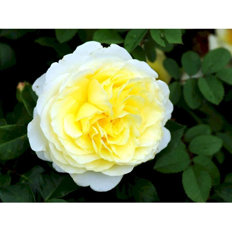 'Stockholm'™ Rosa X 'Stockholm'™ (Slotsrose) A-Kvalitet,- Barrods Roser Min. 3 Grene 11 'Stockholm'™ Rosa X 'Stockholm'™ (Slotsrose) A-Kvalitet,- Barrods Roser Min. 3 Grene - Billede 11