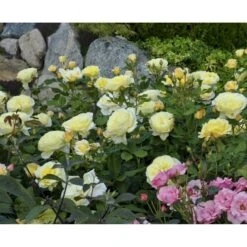 'Stockholm'™ Rosa X 'Stockholm'™ (Slotsrose) A-Kvalitet,- Barrods Roser Min. 3 Grene 19 'Stockholm'™ Rosa X 'Stockholm'™ (Slotsrose) A-Kvalitet,- Barrods Roser Min. 3 Grene -Osmo Salgsbutik fi5142 rosa stockholm tm poulcas033 n 8953
