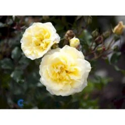 'Stockholm'™ Rosa X 'Stockholm'™ (Slotsrose) A-Kvalitet,- Barrods Roser Min. 3 Grene 20 'Stockholm'™ Rosa X 'Stockholm'™ (Slotsrose) A-Kvalitet,- Barrods Roser Min. 3 Grene -Osmo Salgsbutik fi5142 rosa stockholm tm poulcas033 n a07e