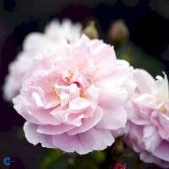 'Strawberry Hill' Rosa X 'Strawberry Hill' (Engelsk Rose) A-Kvalitet,- Barrods Roser Min. 3 Grene 15 'Strawberry Hill' Rosa X 'Strawberry Hill' (Engelsk Rose) A-Kvalitet,- Barrods Roser Min. 3 Grene -Osmo Salgsbutik fi5143 rosa strawberry hill ausrimini 74f2