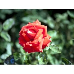 'Summer Holiday' Rosa X 'Summer Holiday' (storblomstrende) A-Kvalitet,- Barrods Roser Min. 3 Grene -Osmo Salgsbutik fi5149 rosa summer holiday c097