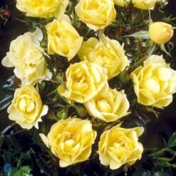 'Sun Cover'® Rosa X 'Sun Cover'® (Bunddækkerose) A-Kvalitet,- Barrods Roser Min. 3 Grene -Osmo Salgsbutik fi5154 rosa sun cover poulurt n e4ae