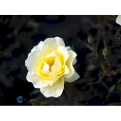 'Sunburst Border'® Rosa X 'Sunburst Border'® (Bunddækkerose) A-Kvalitet,- Barrods Roser Min. 3 Grene -Osmo Salgsbutik fi5157 rosa sunburst border poulaksel n 1d62