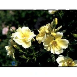 'Sunburst Border'® Rosa X 'Sunburst Border'® (Bunddækkerose) A-Kvalitet,- Barrods Roser Min. 3 Grene -Osmo Salgsbutik fi5157 rosa sunburst border poulaksel n c7a7