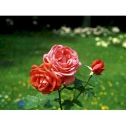 'Super Star'® Rosa X 'Super Star'® (Storblomstrende) A-Kvalitet,- Barrods Roser Min. 3 Grene -Osmo Salgsbutik fi5165 rosa super star 2f00