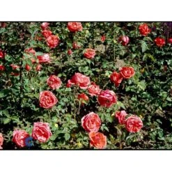 'Super Star'® Rosa X 'Super Star'® (Storblomstrende) A-Kvalitet,- Barrods Roser Min. 3 Grene -Osmo Salgsbutik fi5165 rosa super star 4e46