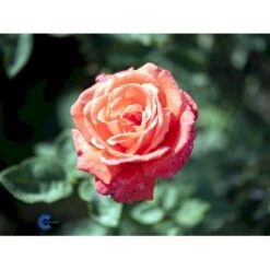 'Super Star'® Rosa X 'Super Star'® (Storblomstrende) A-Kvalitet,- Barrods Roser Min. 3 Grene -Osmo Salgsbutik fi5165 rosa super star ae91