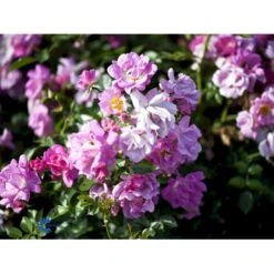 'Supreme Cover'® Rosa X 'Supreme Cover'® (Bunddækkerose) A-Kvalitet,- Barrods Roser Min. 3 Grene -Osmo Salgsbutik fi5166 rosa supreme cover poulor n 311a