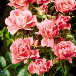 'Supreme Cover'® Rosa X 'Supreme Cover'® (Bunddækkerose) A-Kvalitet,- Barrods Roser Min. 3 Grene -Osmo Salgsbutik fi5166 rosa supreme cover poulor n 74dd