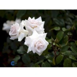 'Swan Lake' Rosa X 'Swan Lake' (Slyngrose) A-Kvalitet,- Barrods Roser Min. 3 Grene -Osmo Salgsbutik fi5171 rosa swan lake bc8a