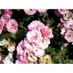 'Sweet Cover'® Rosa X 'Sweet Cover'® (Bunddækkerose) A-Kvalitet,- Barrods Roser Min. 3 Grene -Osmo Salgsbutik fi5174 rosa sweet cover poulweeto n 7f03