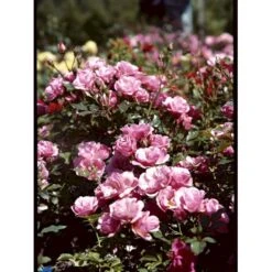 'Sweet Cover'® Rosa X 'Sweet Cover'® (Bunddækkerose) A-Kvalitet,- Barrods Roser Min. 3 Grene -Osmo Salgsbutik fi5174 rosa sweet cover poulweeto n e2dc