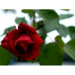 'Sympathie'® Rosa X 'Sympathie'® (Slyngrose) A-Kvalitet,- Barrods Roser Min. 3 Grene 21 'Sympathie'® Rosa X 'Sympathie'® (Slyngrose) A-Kvalitet,- Barrods Roser Min. 3 Grene -Osmo Salgsbutik fi5181 rosa sympathie 0c71