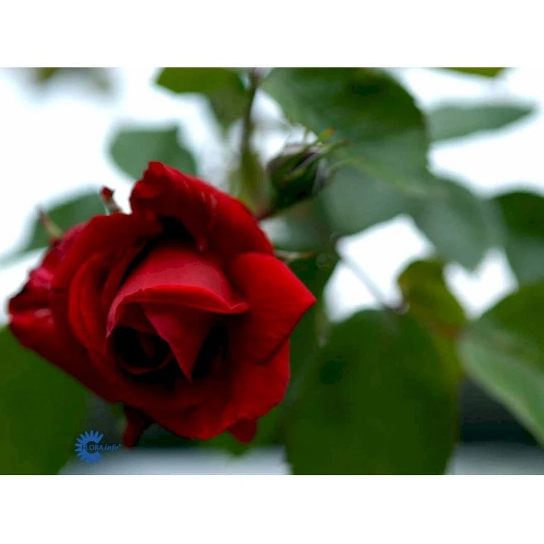 'Sympathie'® Rosa X 'Sympathie'® (Slyngrose) A-Kvalitet,- Barrods Roser Min. 3 Grene 11 'Sympathie'® Rosa X 'Sympathie'® (Slyngrose) A-Kvalitet,- Barrods Roser Min. 3 Grene - Billede 11