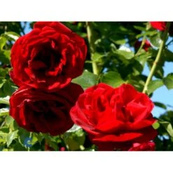 'Sympathie'® Rosa X 'Sympathie'® (Slyngrose) A-Kvalitet,- Barrods Roser Min. 3 Grene 20 'Sympathie'® Rosa X 'Sympathie'® (Slyngrose) A-Kvalitet,- Barrods Roser Min. 3 Grene -Osmo Salgsbutik fi5181 rosa sympathie 2331