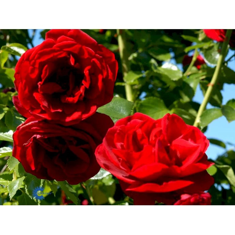'Sympathie'® Rosa X 'Sympathie'® (Slyngrose) A-Kvalitet,- Barrods Roser Min. 3 Grene 10 'Sympathie'® Rosa X 'Sympathie'® (Slyngrose) A-Kvalitet,- Barrods Roser Min. 3 Grene - Billede 10