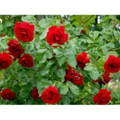 'Sympathie'® Rosa X 'Sympathie'® (Slyngrose) A-Kvalitet,- Barrods Roser Min. 3 Grene 18 'Sympathie'® Rosa X 'Sympathie'® (Slyngrose) A-Kvalitet,- Barrods Roser Min. 3 Grene -Osmo Salgsbutik fi5181 rosa sympathie 548e