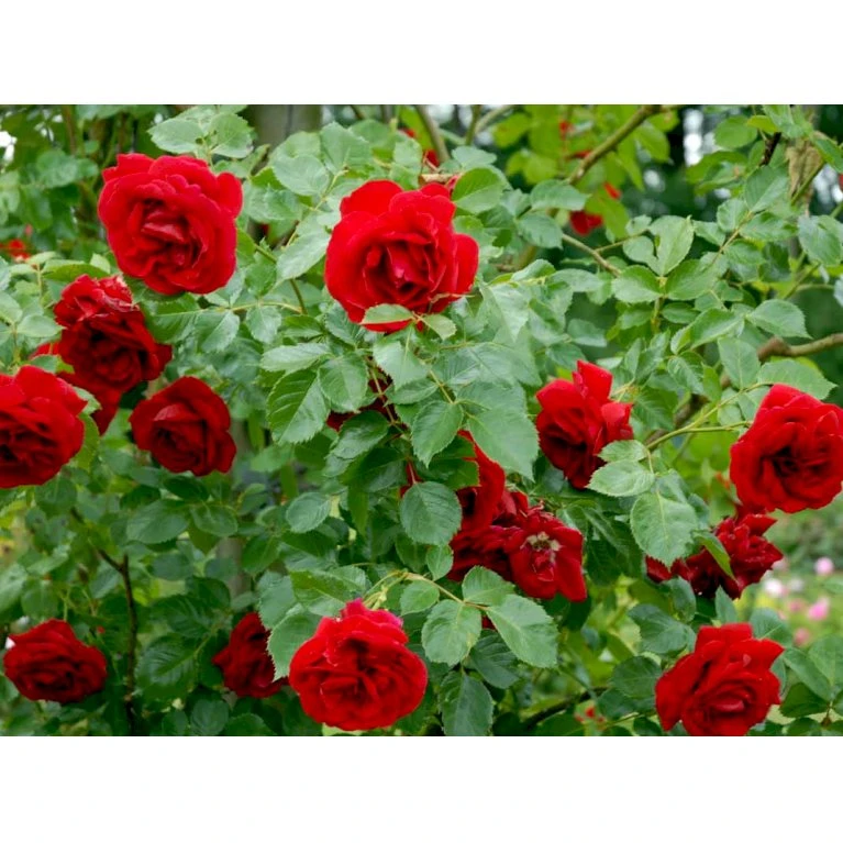 'Sympathie'® Rosa X 'Sympathie'® (Slyngrose) A-Kvalitet,- Barrods Roser Min. 3 Grene 8 'Sympathie'® Rosa X 'Sympathie'® (Slyngrose) A-Kvalitet,- Barrods Roser Min. 3 Grene - Billede 8