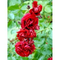 'Sympathie'® Rosa X 'Sympathie'® (Slyngrose) A-Kvalitet,- Barrods Roser Min. 3 Grene 19 'Sympathie'® Rosa X 'Sympathie'® (Slyngrose) A-Kvalitet,- Barrods Roser Min. 3 Grene -Osmo Salgsbutik fi5181 rosa sympathie 79a4
