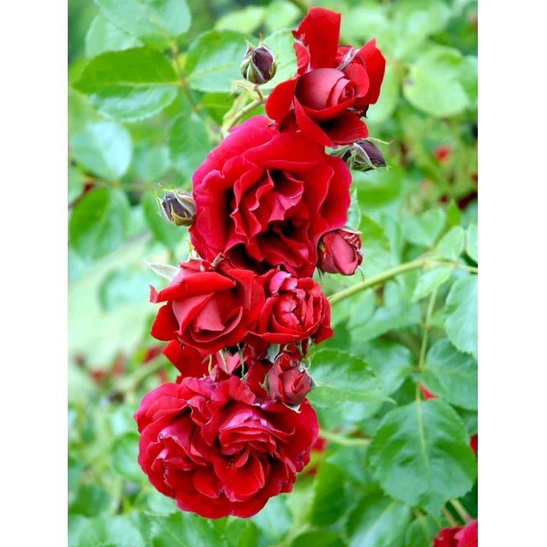 'Sympathie'® Rosa X 'Sympathie'® (Slyngrose) A-Kvalitet,- Barrods Roser Min. 3 Grene 9 'Sympathie'® Rosa X 'Sympathie'® (Slyngrose) A-Kvalitet,- Barrods Roser Min. 3 Grene - Billede 9