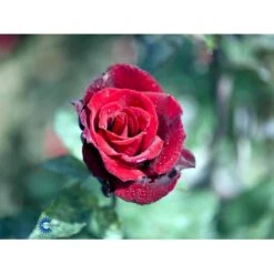 'Barkarole'® Rosa X 'Barkarole'® (Storblomstrende) A-Kvalitet,- Barrods Roser Min. 3 Grene -Osmo Salgsbutik fi5189 rosa tanelorak 18c2