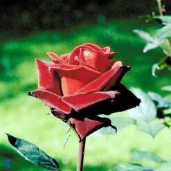 'Barkarole'® Rosa X 'Barkarole'® (Storblomstrende) A-Kvalitet,- Barrods Roser Min. 3 Grene -Osmo Salgsbutik fi5189 rosa tanelorak aaff