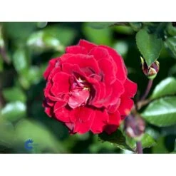 'That's Jazz'™ Rosa X 'That's Jazz'™ (Slyngrose) A-Kvalitet,- Barrods Roser Min. 3 Grene 14 'That's Jazz'™ Rosa X 'That's Jazz'™ (Slyngrose) A-Kvalitet,- Barrods Roser Min. 3 Grene -Osmo Salgsbutik fi5209 rosa that s jazz poulnorm n da3d