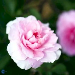 'The Mayflower' Rosa X 'The Mayflower' (Engelsk Rose) A-Kvalitet,- Barrods Roser Min. 3 Grene -Osmo Salgsbutik fi5217 rosa the mayflower austilly e64d