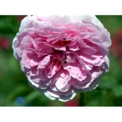 'The Mayflower' Rosa X 'The Mayflower' (Engelsk Rose) A-Kvalitet,- Barrods Roser Min. 3 Grene -Osmo Salgsbutik fi5217 rosa the mayflower austilly eeb8