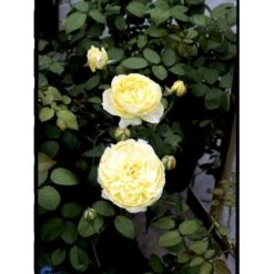 'The Pilgrim' Rosa X 'The Pilgrim' (Engelsk Rose) A-Kvalitet,- Barrods Roser Min. 3 Grene -Osmo Salgsbutik fi5220 rosa the pilgrim auswalker 0f4f