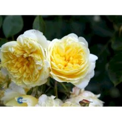 'The Pilgrim' Rosa X 'The Pilgrim' (Engelsk Rose) A-Kvalitet,- Barrods Roser Min. 3 Grene -Osmo Salgsbutik fi5220 rosa the pilgrim auswalker 1a40