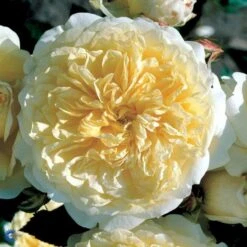 'The Pilgrim' Rosa X 'The Pilgrim' (Engelsk Rose) A-Kvalitet,- Barrods Roser Min. 3 Grene -Osmo Salgsbutik fi5220 rosa the pilgrim auswalker 26b4