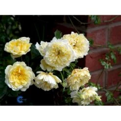 'The Pilgrim' Rosa X 'The Pilgrim' (Engelsk Rose) A-Kvalitet,- Barrods Roser Min. 3 Grene -Osmo Salgsbutik fi5220 rosa the pilgrim auswalker 28be