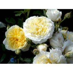 'The Pilgrim' Rosa X 'The Pilgrim' (Engelsk Rose) A-Kvalitet,- Barrods Roser Min. 3 Grene -Osmo Salgsbutik fi5220 rosa the pilgrim auswalker bc05