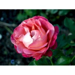 'Thor Heyerdahl' Rosa X 'Thor Heyerdahl' (Storblomstrende) A-Kvalitet,- Barrods Roser Min. 3 Grene -Osmo Salgsbutik fi5230 rosa thor heyerdahl 0f5d