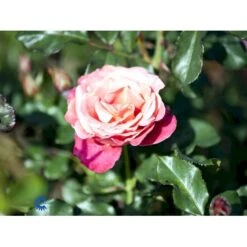 'Thor Heyerdahl' Rosa X 'Thor Heyerdahl' (Storblomstrende) A-Kvalitet,- Barrods Roser Min. 3 Grene -Osmo Salgsbutik fi5230 rosa thor heyerdahl 8ecf