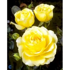 'Tivoli 150'™ Rosa X 'Tivoli 150'™ A-Kvalitet,- Barrods Roser Min. 3 Grene -Osmo Salgsbutik fi5236 rosa tivoli 150 poulduce n 6bae