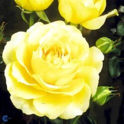 'Tivoli 150'™ Rosa X 'Tivoli 150'™ A-Kvalitet,- Barrods Roser Min. 3 Grene -Osmo Salgsbutik fi5236 rosa tivoli 150 poulduce n cb39