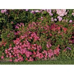 'Tommelise'® Rosa X 'Tommelise'® A-Kvalitet,- Barrods Roser Min. 3 Grene -Osmo Salgsbutik fi5239 rosa tommelise 52db