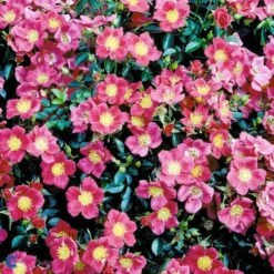 'Tommelise'® Rosa X 'Tommelise'® A-Kvalitet,- Barrods Roser Min. 3 Grene -Osmo Salgsbutik fi5239 rosa tommelise 5e5b